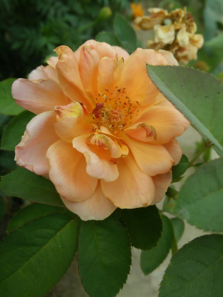 Rose