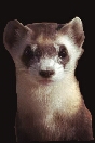 kochamfretunie