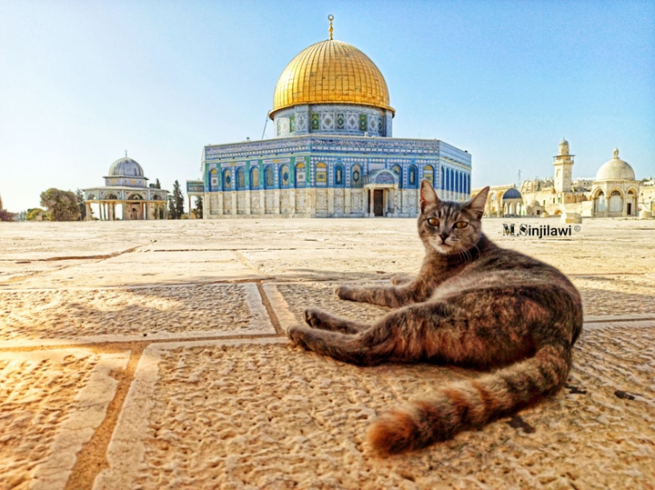free palestine