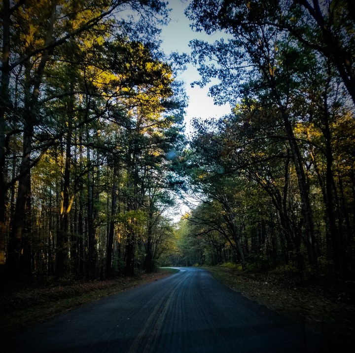 Tree Tunnel