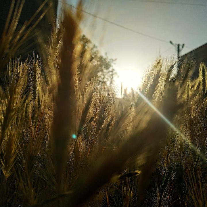 Sun in grass