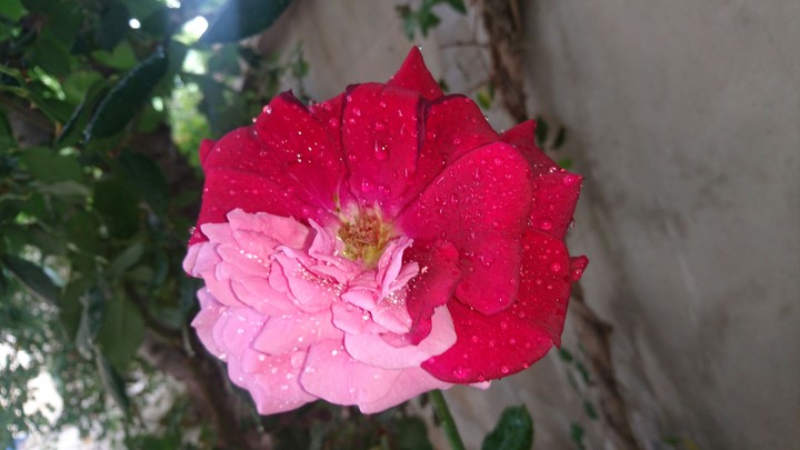 Bicolor flower (red+pink)