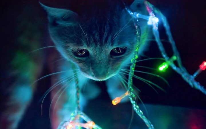 Cat Garlands Face Light
