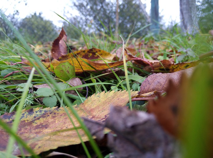 autumn