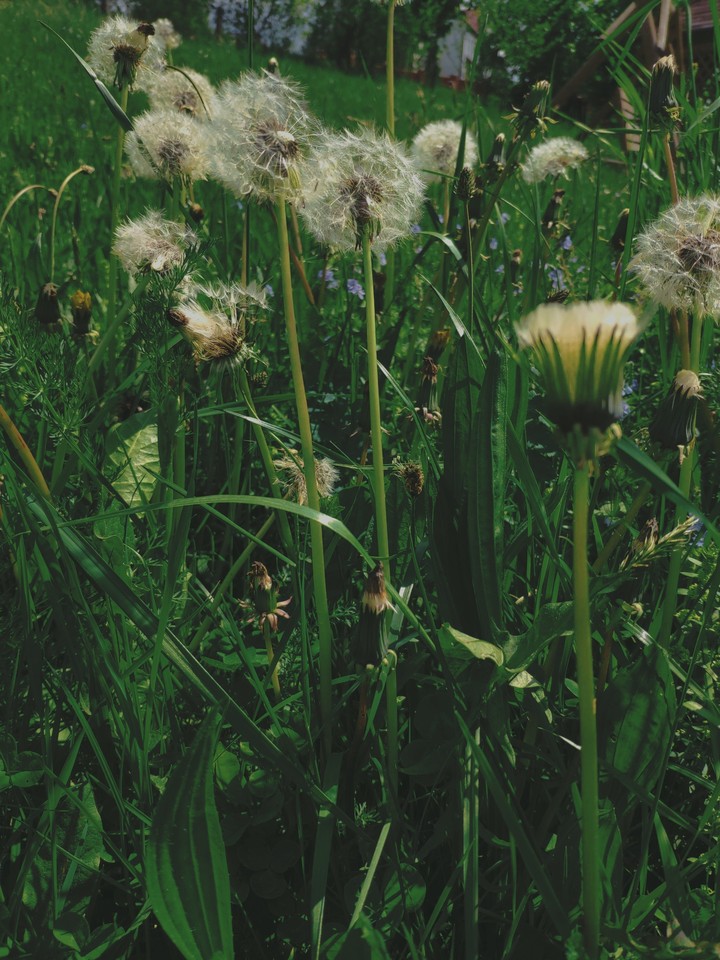 Dandelions