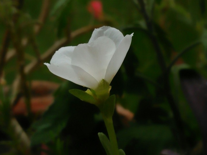 flower....