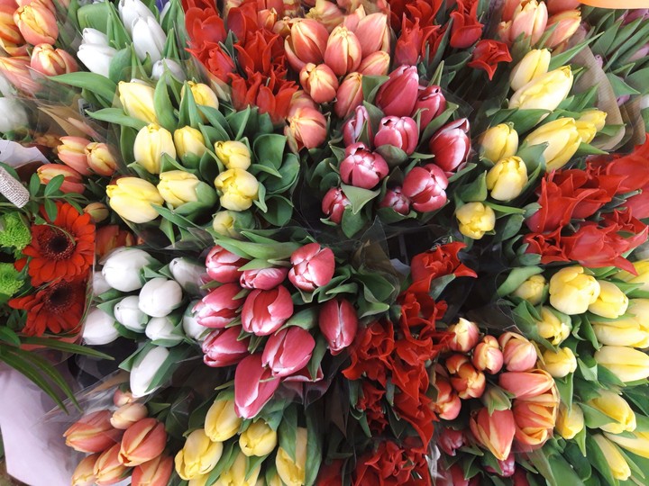 tulipan:)