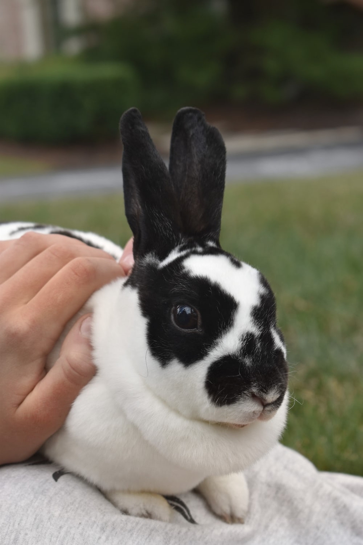 rabbit