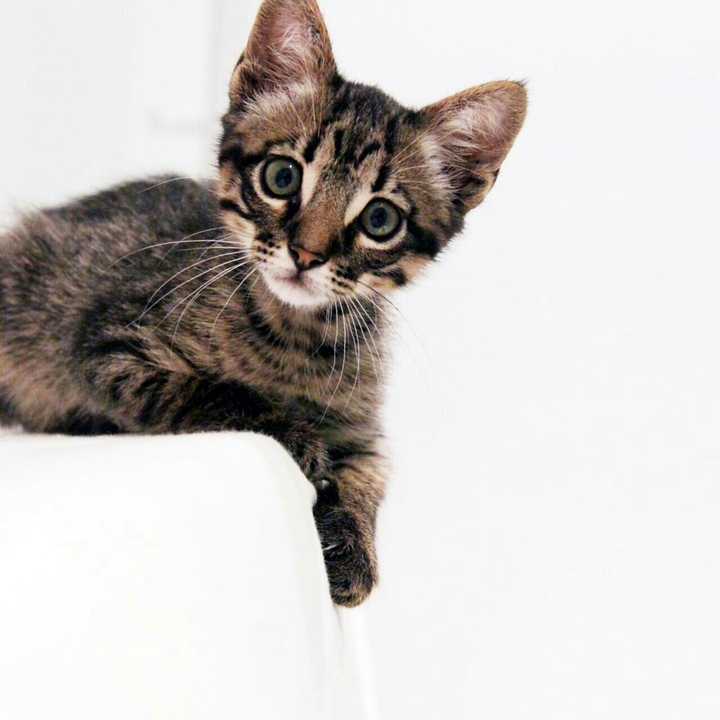 cute cat 0w0
