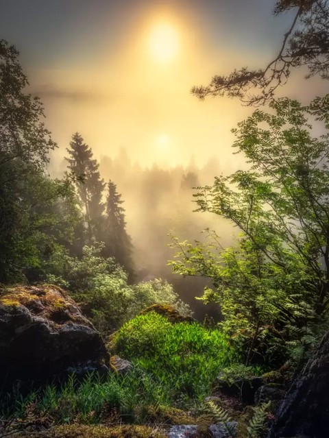 Fairy Morning