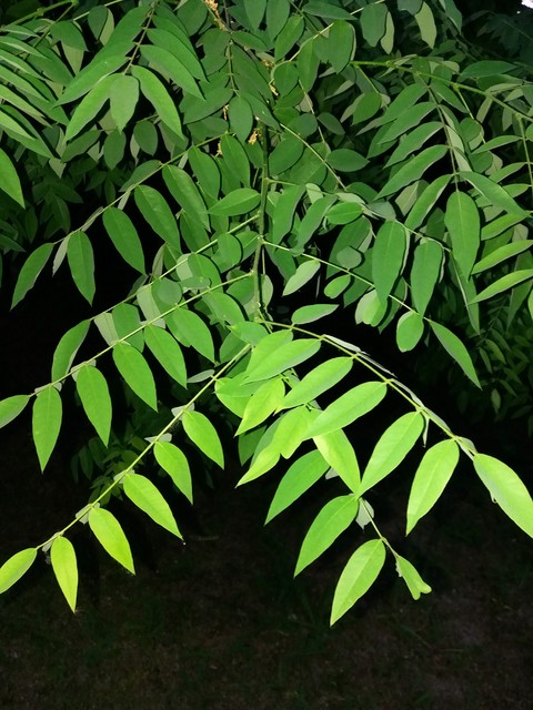 leaf