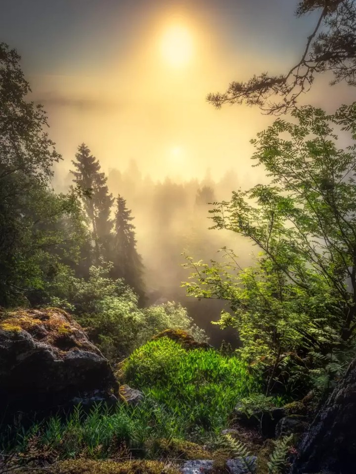 Fairy Morning