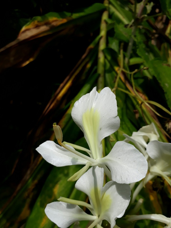 flor blanca
