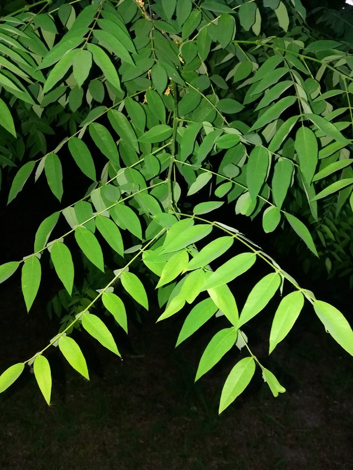 leaf