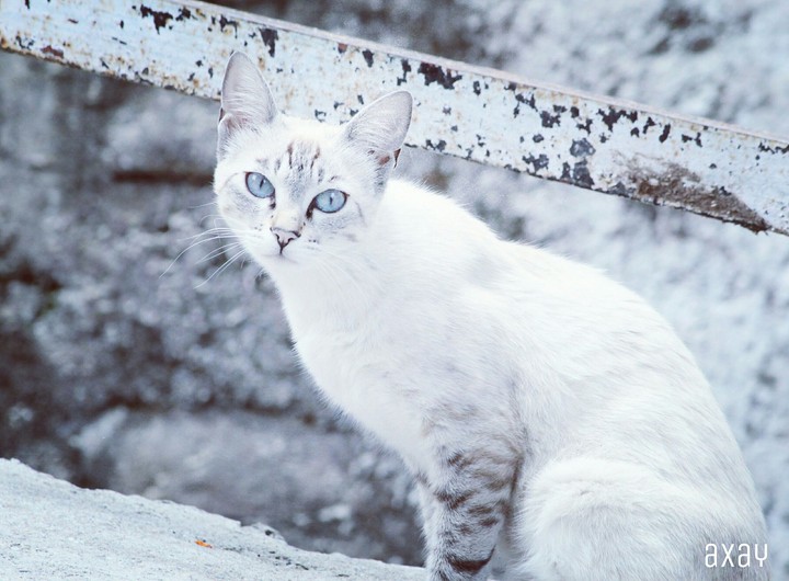 Hypnotizing Eyes