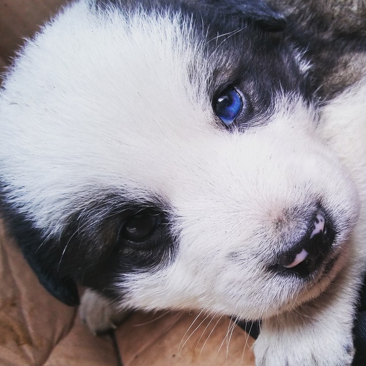 dog