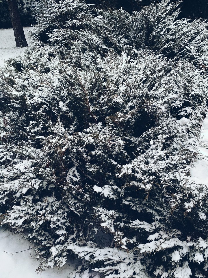 snow