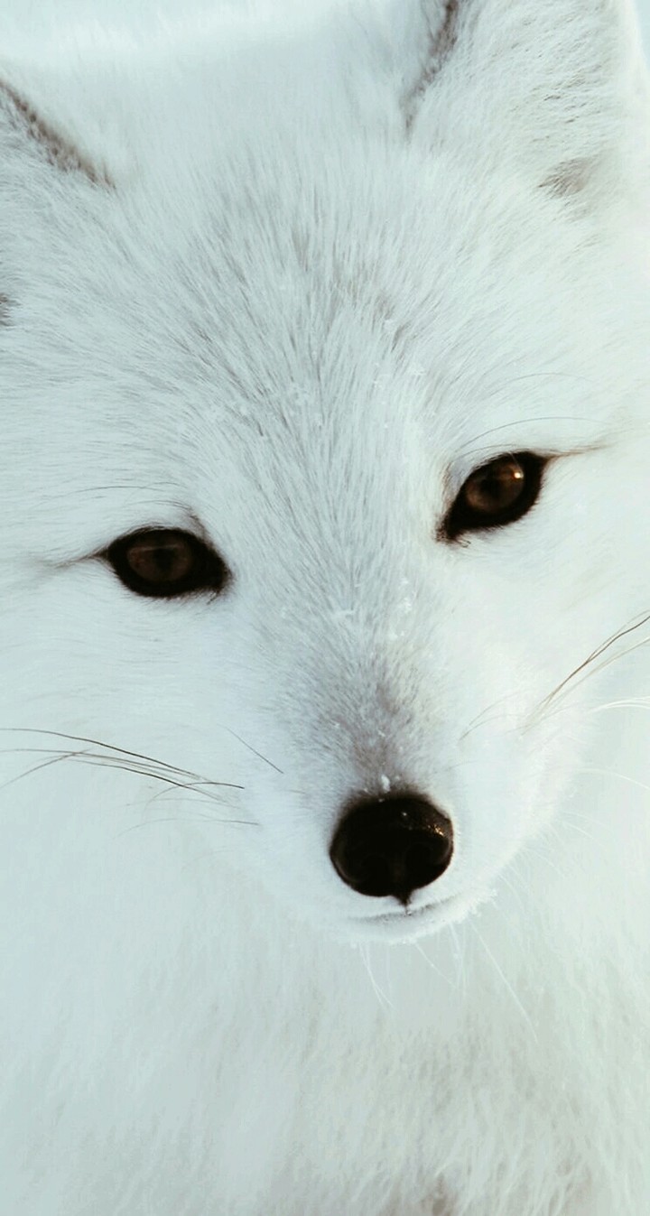 Snow Fox