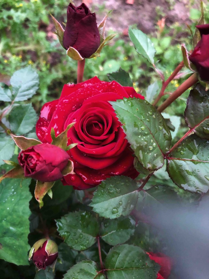 beautiful flowers