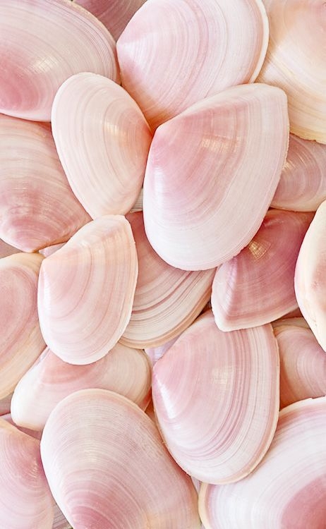 shell