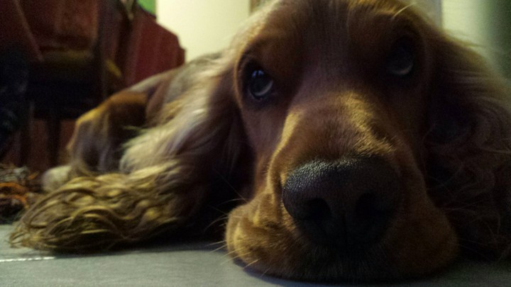 Cocker