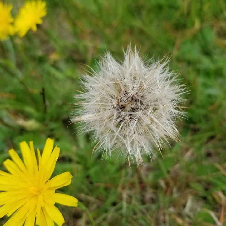 daisy happiness 44