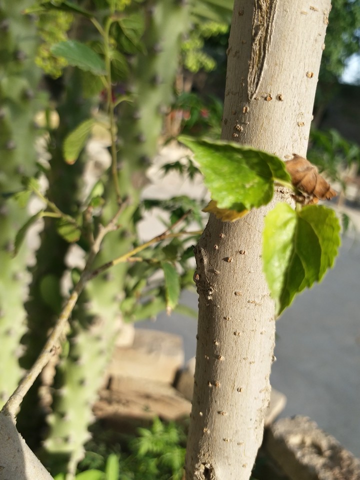 Tree