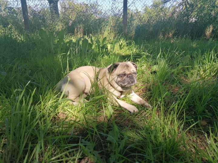 Elvis the Mops