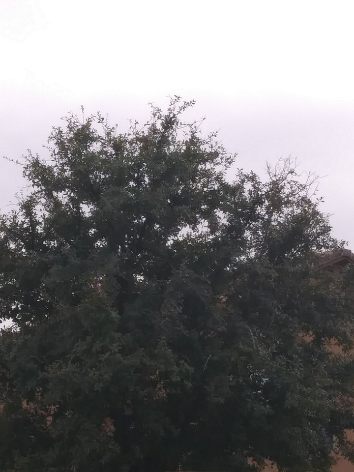 tree