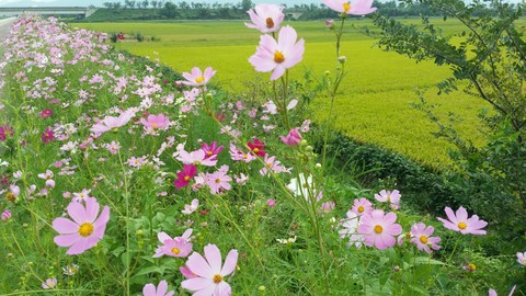 tapety meadow, spring