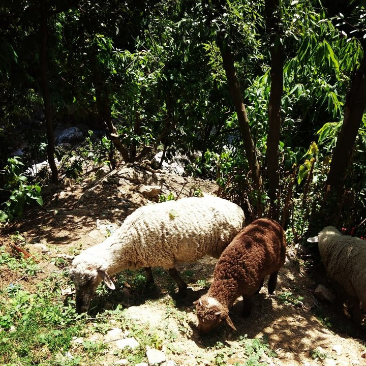 Sheep