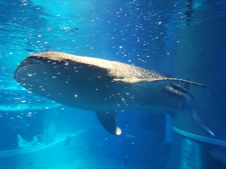 whale shark