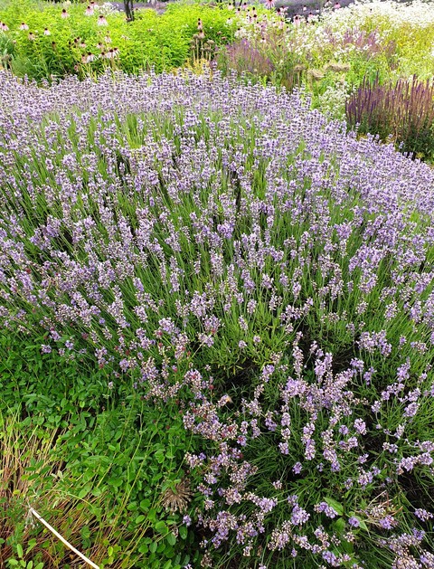 lavenders Lavendel
