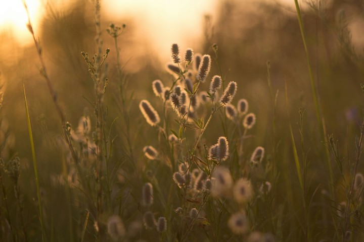 Wild flower
