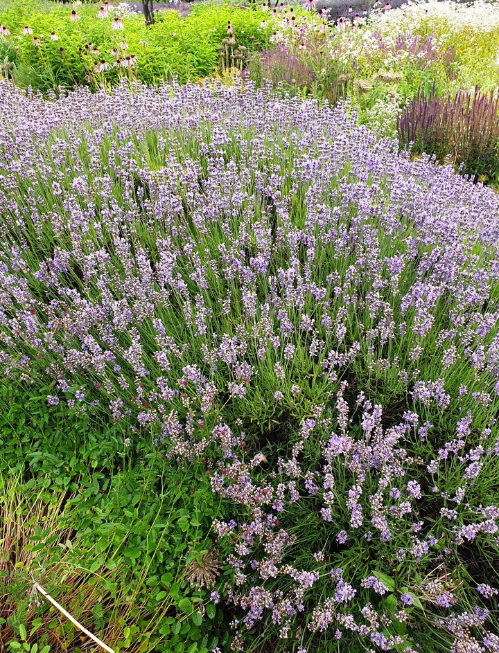 lavenders  Lavendel