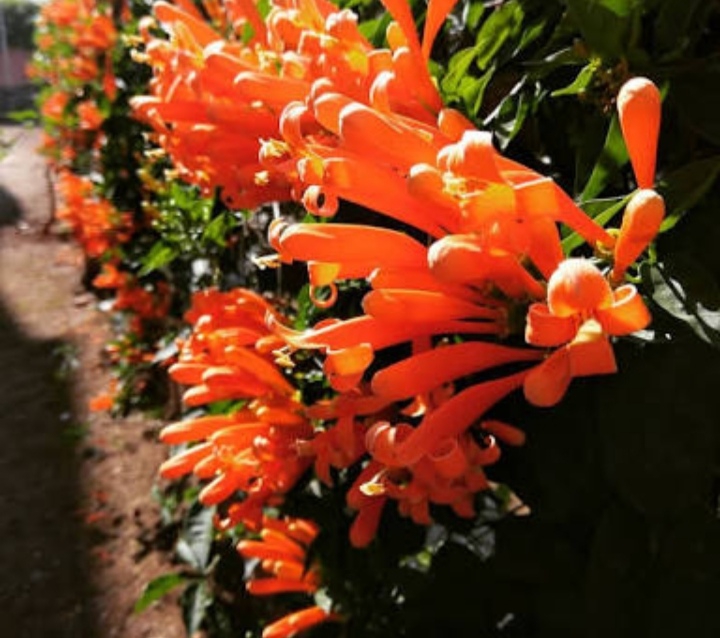 flowers