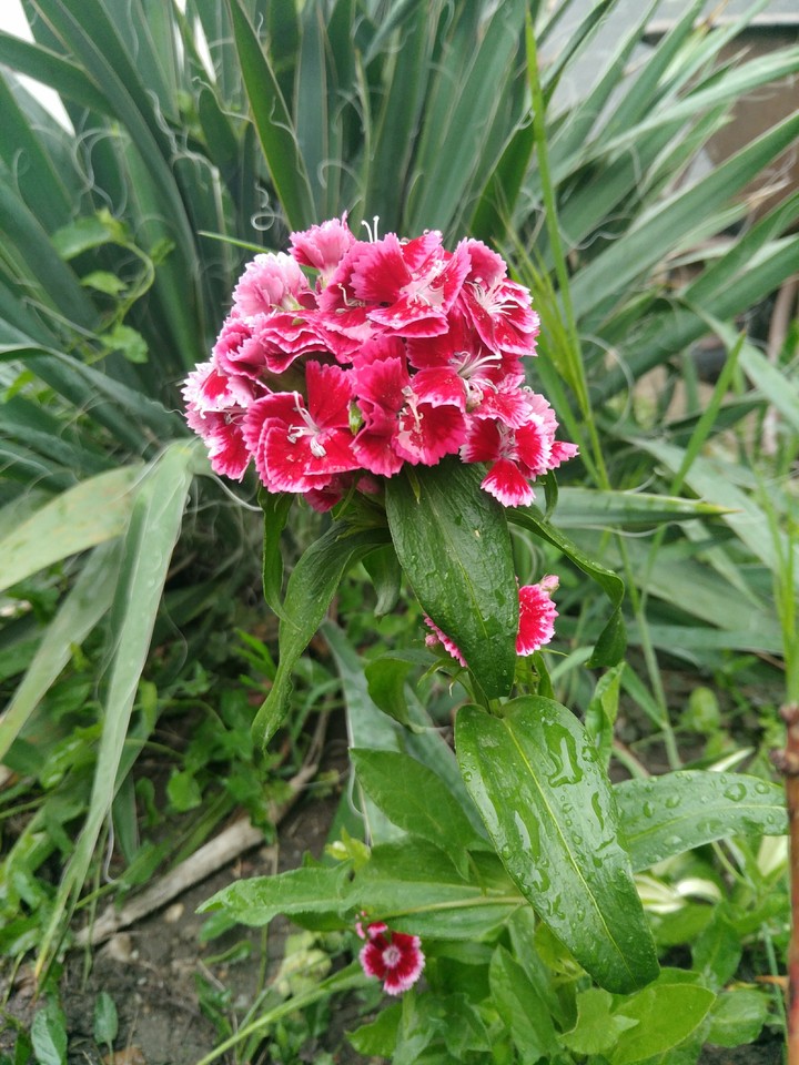 flower