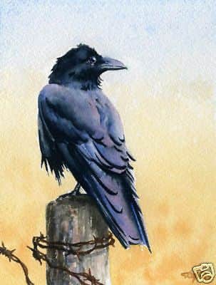 Crow