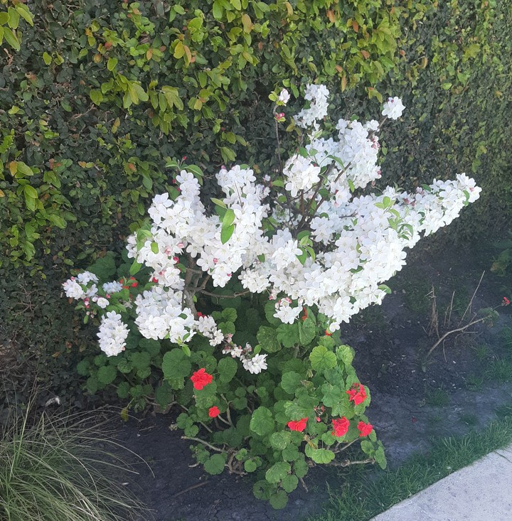 Primavera en el Sur.