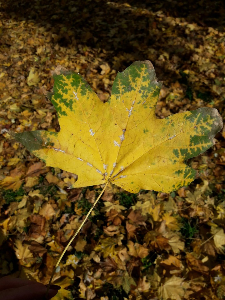 листик