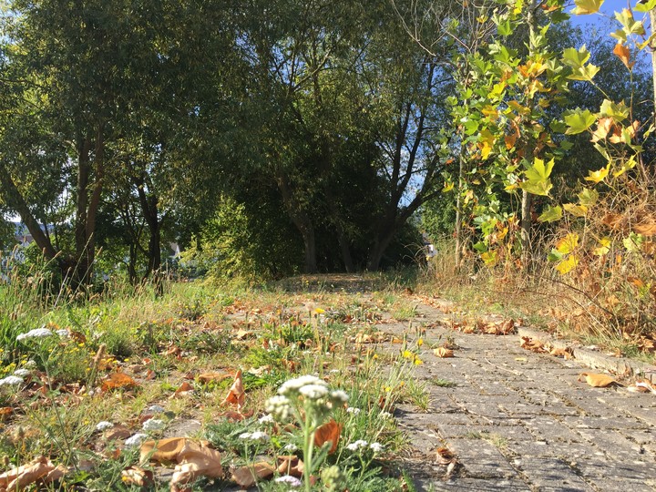 Forest on School Grounds