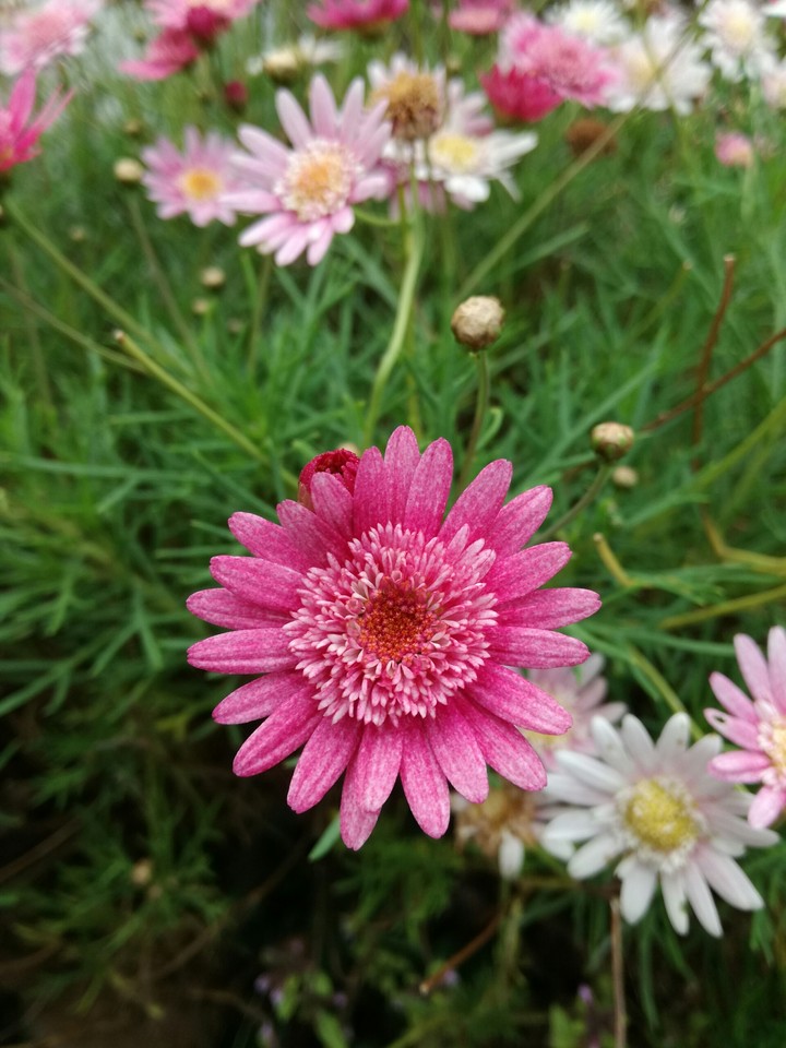Pink daisy