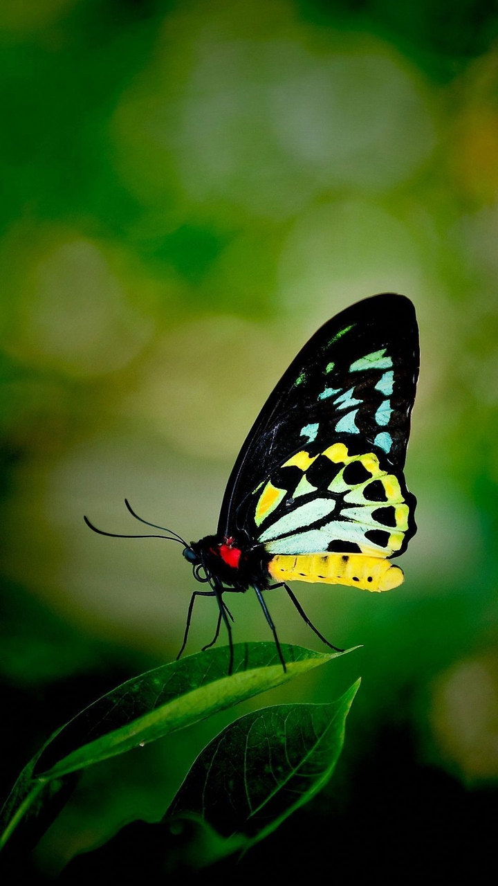 butterfly