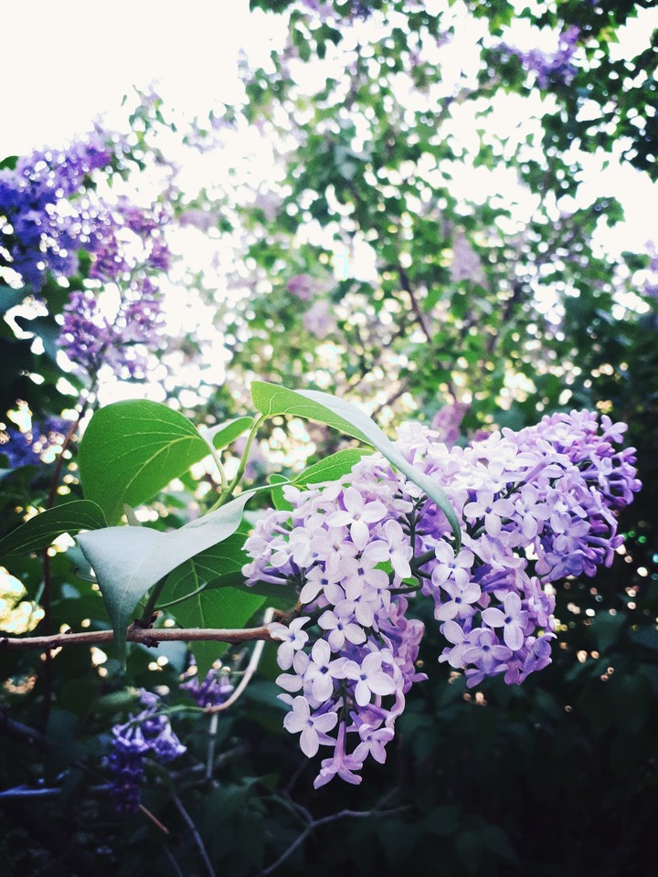 #лето#красиво#сирень