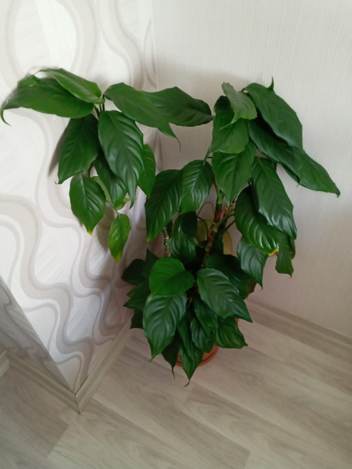 Ivy