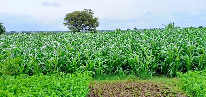 my farm mobile photography
