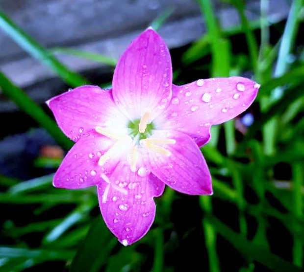 #flower #flowers #nature #photography #flowerstagram #love