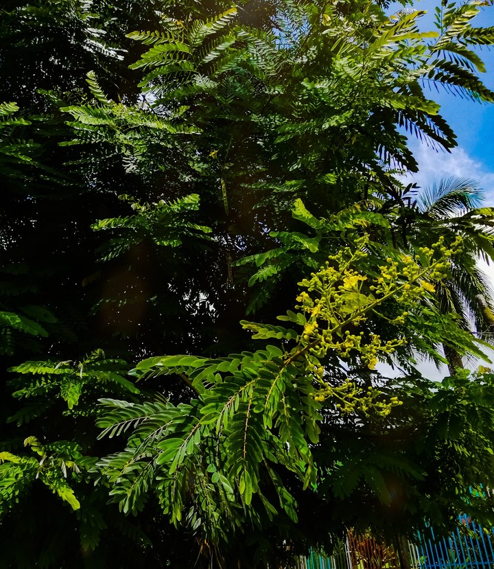 Treegreen