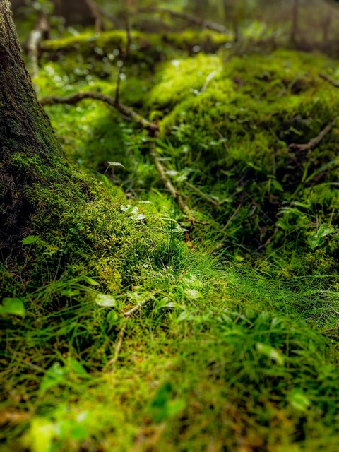 moss, green Hintergrundbilder