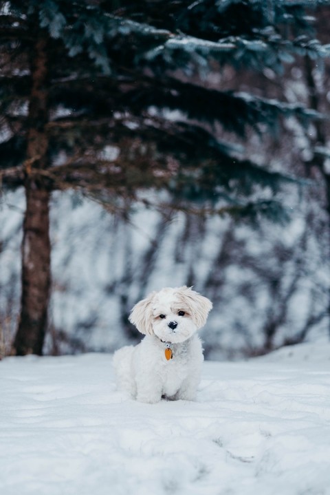 white dog